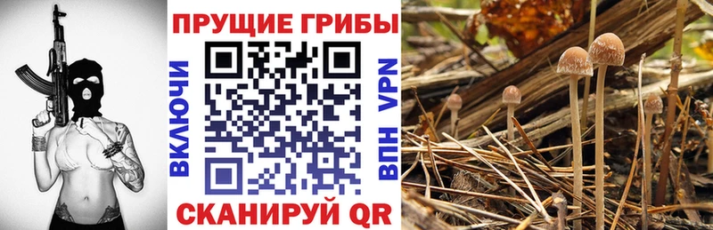 ОМГ ОМГ онион  Курчатов  Галлюциногенные грибы GOLDEN TEACHER 
